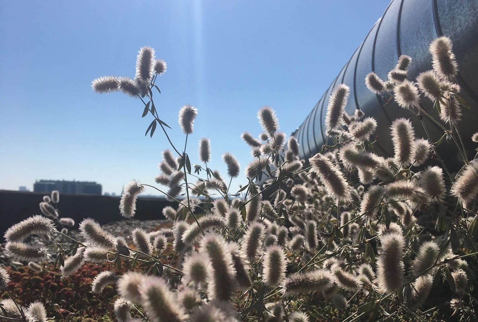 Jardin naturaliste avec graminées et vivaces, offrant une composition végétale souple, lumineuse et contemporaine.