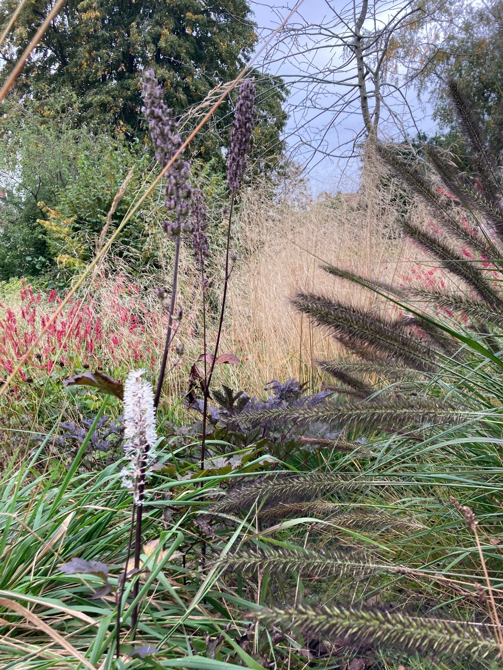 Jardin naturaliste avec plantations libres, graminées et vivaces structurées dans une composition souple et contemporaine.