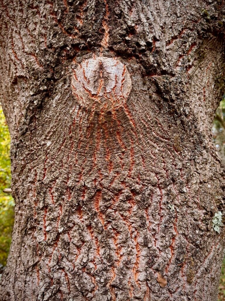 Tronc de chêne illustrant les essences locales naturellement durables utilisées dans l'aménagement des jardins.