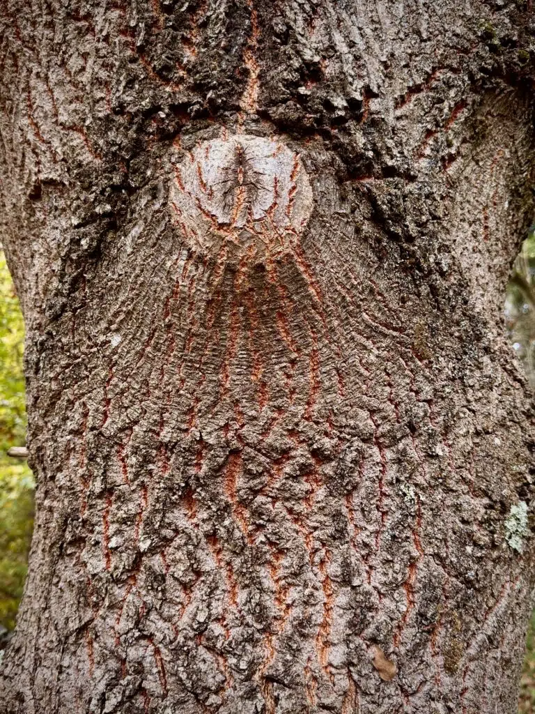 Tronc de chêne illustrant les essences locales naturellement durables utilisées dans l'aménagement des jardins.
