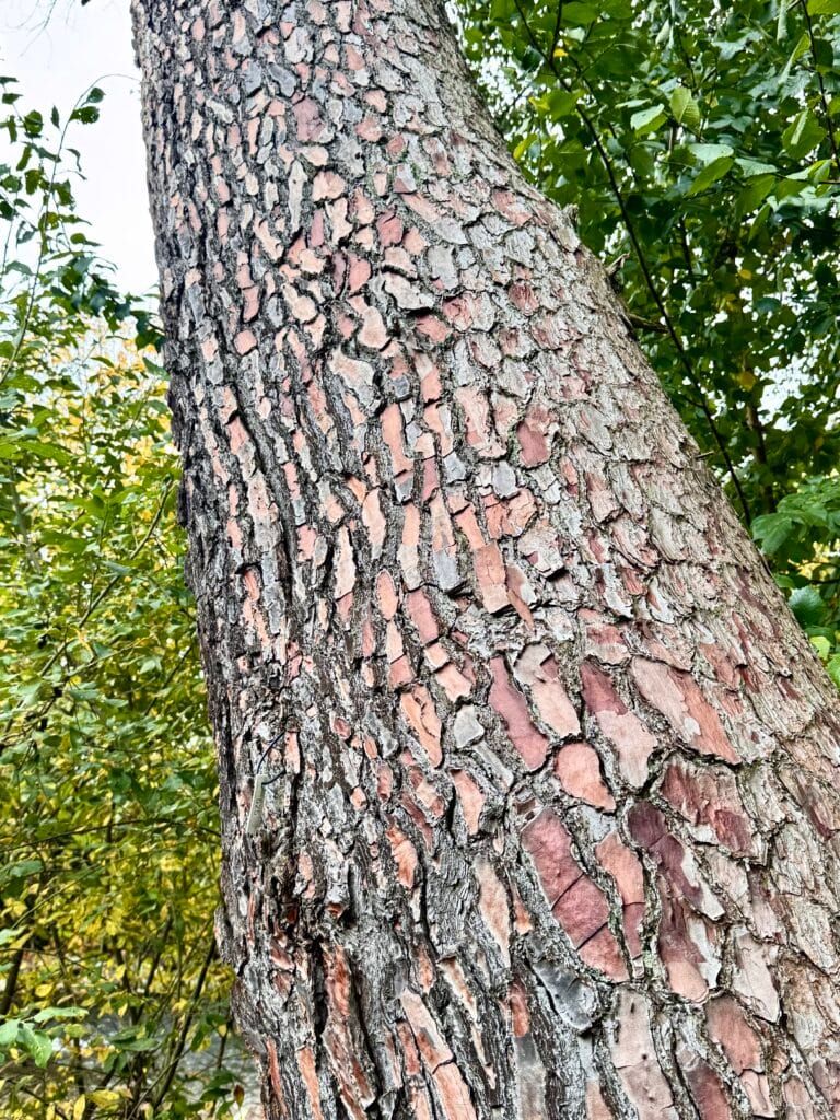 Pin maritime (Pinus pinaster) utilisé comme illustration des bois locaux transformés pour les aménagements extérieurs.