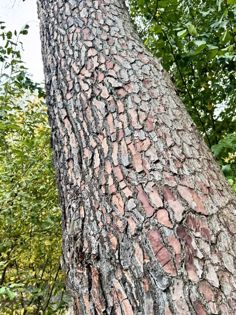 Pin maritime (Pinus pinaster) utilisé comme illustration des bois locaux transformés pour les aménagements extérieurs.