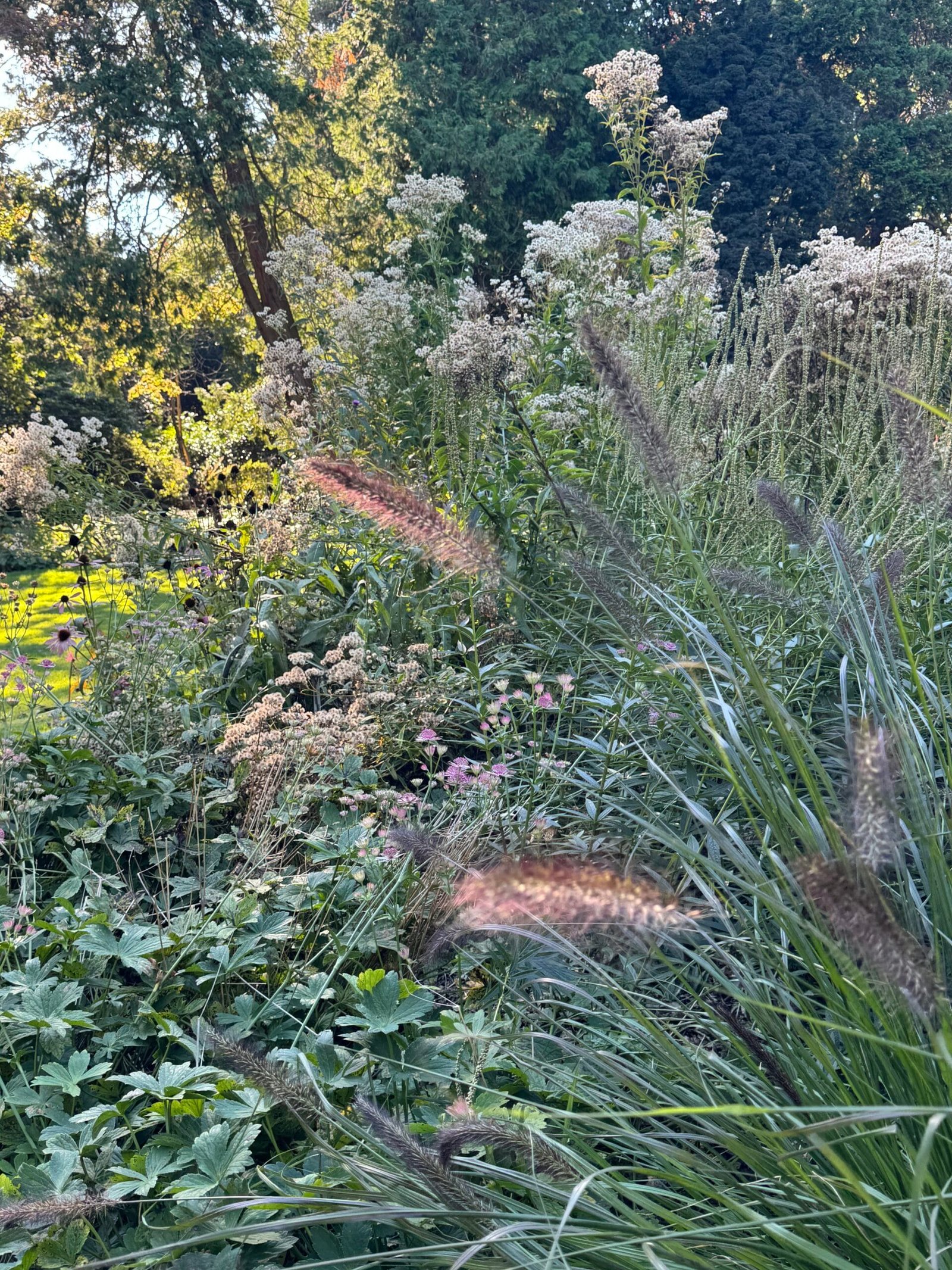 Détail de graminées ornementales aux épis légers dans un jardin naturaliste contemporain.