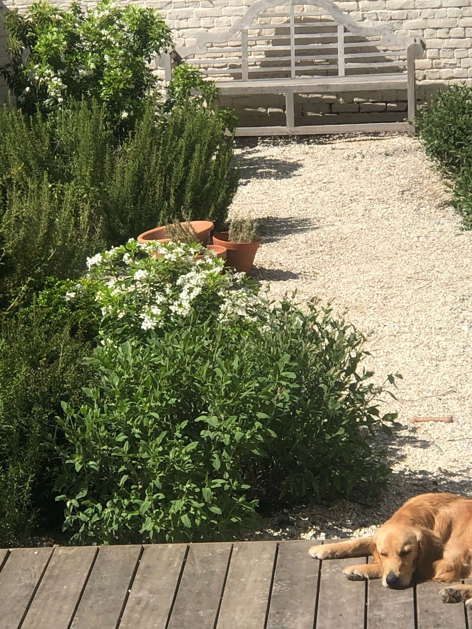 Jardin privé avec terrasse, plantations, chemin en gravier, banc et chien au soleil
