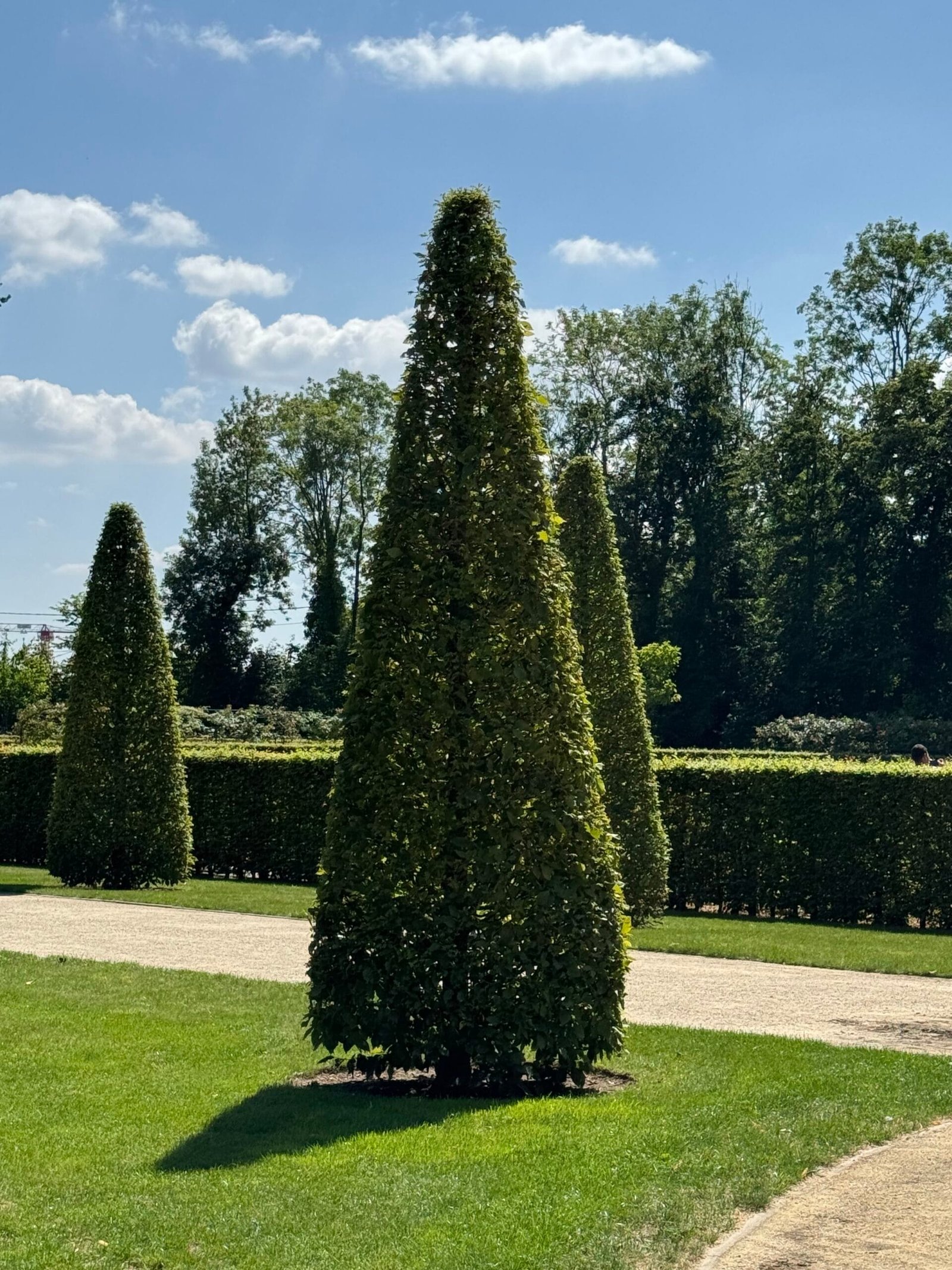 Jardin à la Française avec topiaires coniques taillées, pelouse structurée et haies basses dans une composition formelle.